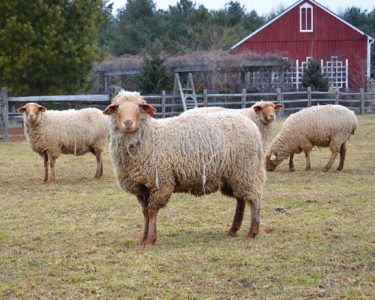 Heritage Meat Sheep Breeds Image